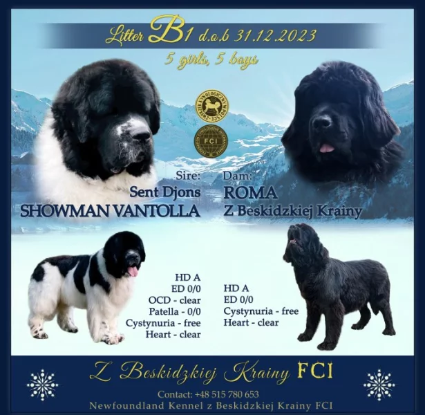 Novofundlandsky pes- stenata s PP