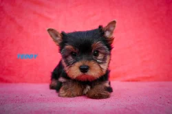 Jorkširský teriér s PP - štěňata