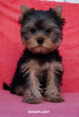 Jorkširský teriér s PP - štěňata