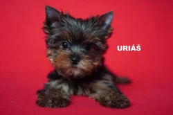 Jorkširský teriér s PP - štěňata