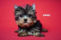 Jorkširský teriér s PP - štěňata