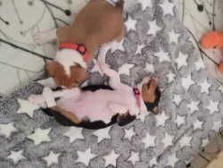 Basenji - elegán z Afriky