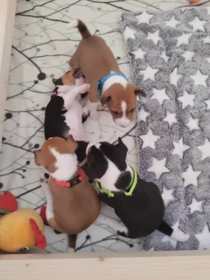 Basenji - elegán z Afriky