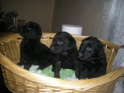 Nabízím štěňatka Labradorského retrivra,čistokrevna!!!