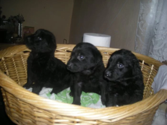 Nabízím štěňatka Labradorského retrivra,čistokrevna!!!