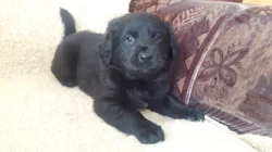 Nabízím štěňatka Labradorského retrivra,čistokrevna!!!