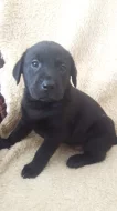 Nabízím štěňatka Labradorského retrivra,čistokrevna!!!