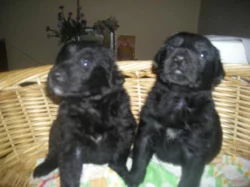 Nabízím štěňatka Labradorského retrivra,čistokrevna!!!