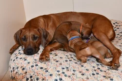 Rhodeský Ridgeback - vymazlená štěňátka s PP