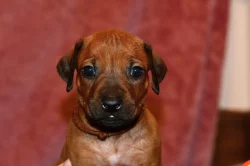Rhodeský Ridgeback - vymazlená štěňátka s PP