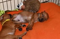 Rhodeský Ridgeback - vymazlená štěňátka s PP