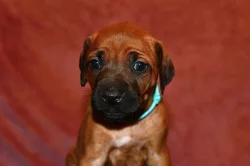 Rhodeský Ridgeback - vymazlená štěňátka s PP