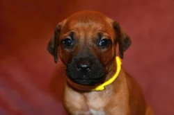 Rhodeský Ridgeback - vymazlená štěňátka s PP