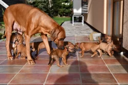 Rhodeský Ridgeback - vymazlená štěňátka s PP