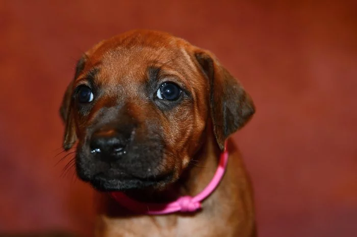 Rhodeský Ridgeback - vymazlená štěňátka s PP