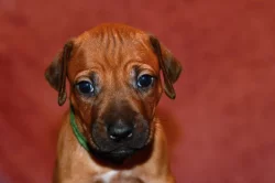 Rhodeský Ridgeback - vymazlená štěňátka s PP