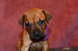 Rhodeský Ridgeback - vymazlená štěňátka s PP