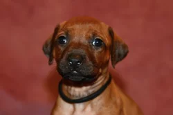 Rhodeský Ridgeback - vymazlená štěňátka s PP
