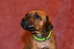 Rhodeský Ridgeback - vymazlená štěňátka s PP