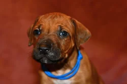 Rhodeský Ridgeback - vymazlená štěňátka s PP