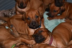 Rhodeský Ridgeback - vymazlená štěňátka s PP