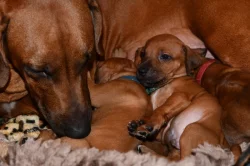 Rhodeský Ridgeback - vymazlená štěňátka s PP