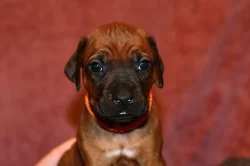 Rhodeský Ridgeback - vymazlená štěňátka s PP