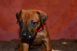 Rhodeský Ridgeback - vymazlená štěňátka s PP