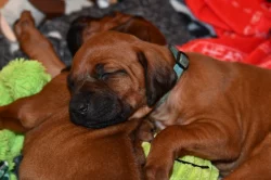 Rhodeský Ridgeback - vymazlená štěňátka s PP