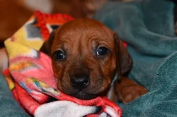 Rhodeský Ridgeback - vymazlená štěňátka s PP