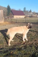 Kangal