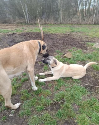Kangal