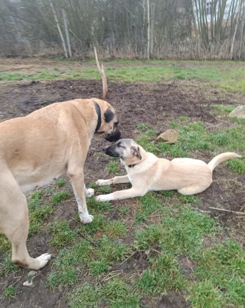 Kangal