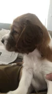 Welshspringerspaniel s PP