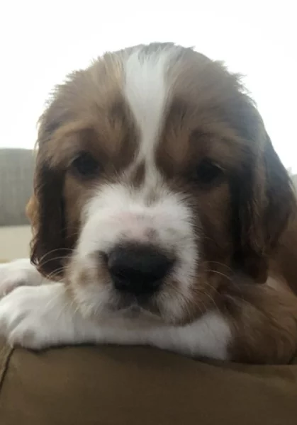 Welshspringerspaniel s PP