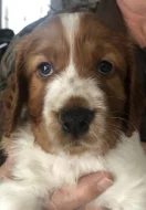 Welshspringerspaniel s PP