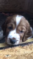 Welshspringerspaniel s PP