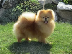 Pomeranian