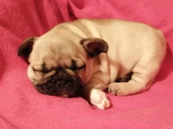 Francouzský buldoček