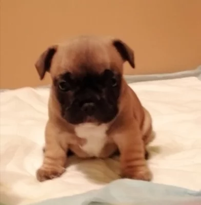 Francouzský buldoček