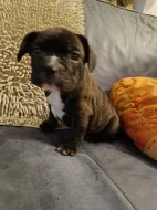 FRANCOUZSKÝ BULDOČEK BEZ PP