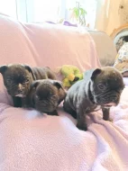 FRANCOUZSKÝ BULDOČEK BEZ PP