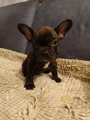 FRANCOUZSKÝ BULDOČEK BEZ PP