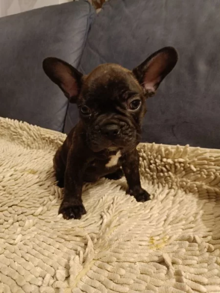 FRANCOUZSKÝ BULDOČEK BEZ PP