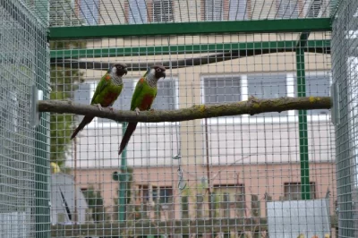 Pyrrhura griseipectus