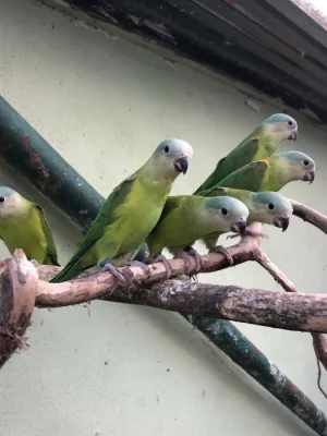 Brotogeris pyrrhopterus