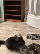 Dva samečci činčil