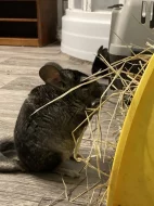 Dva samečci činčil