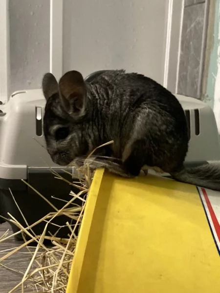 Dva samečci činčil