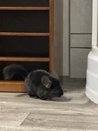 Dva samečci činčil